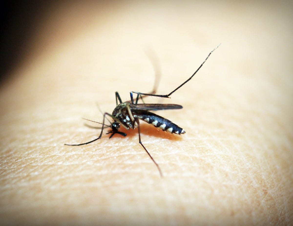 Do Mosquitoes Die During Winter?