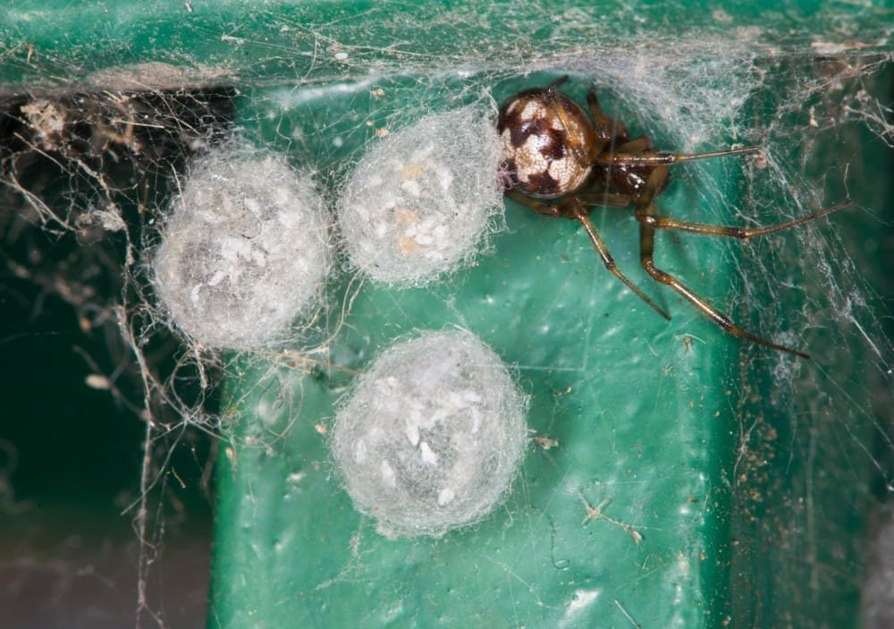 Spider Eggs Inside Your Home