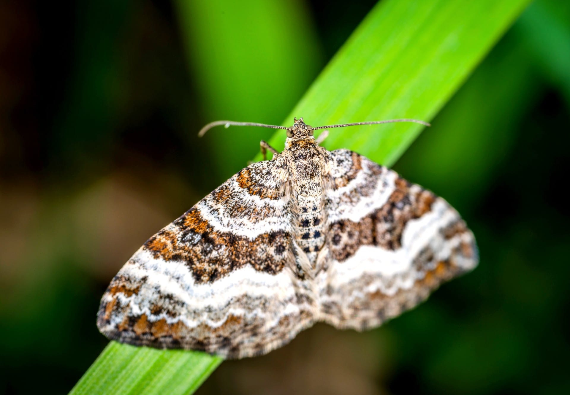 Pest Spotlight: Moths