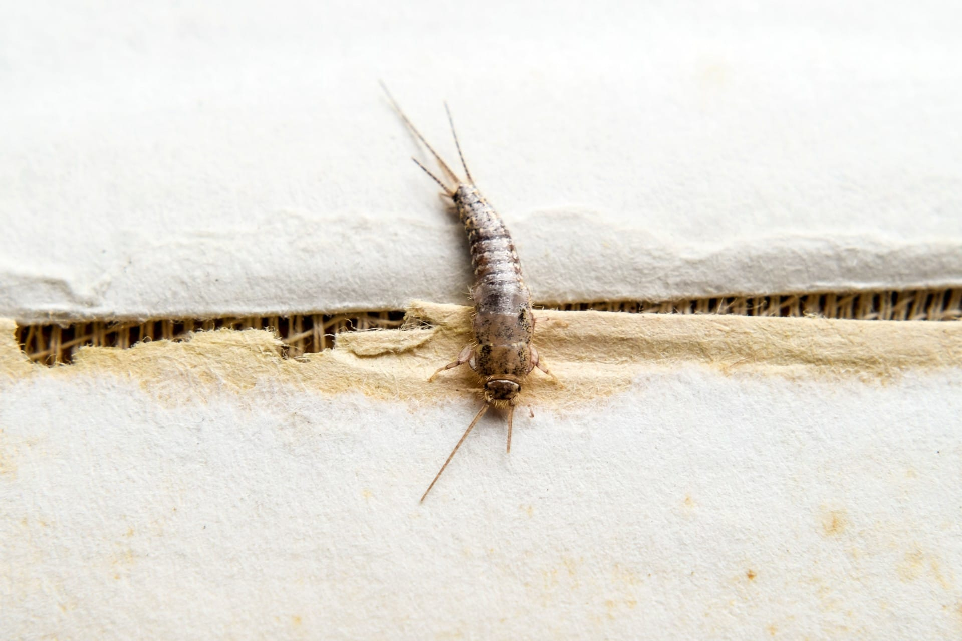 Silverfish in Your Home