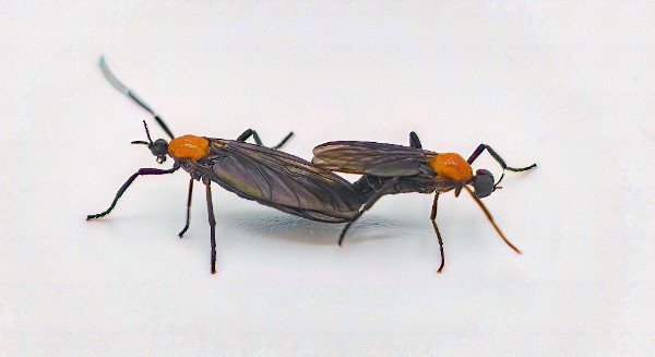 lovebugs mating