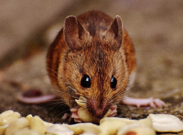 mouse pest control services