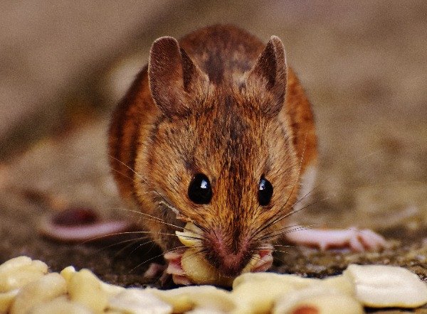 https://bayoucajunpest.com/media/149/mouse-eating-a-snack-outside.jpg