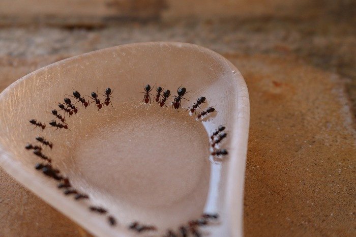 sugar ants on spoon