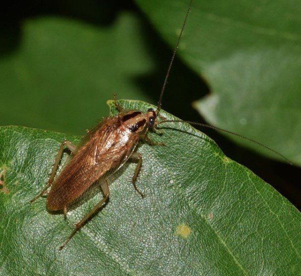 coackroach sitting on a green leaf