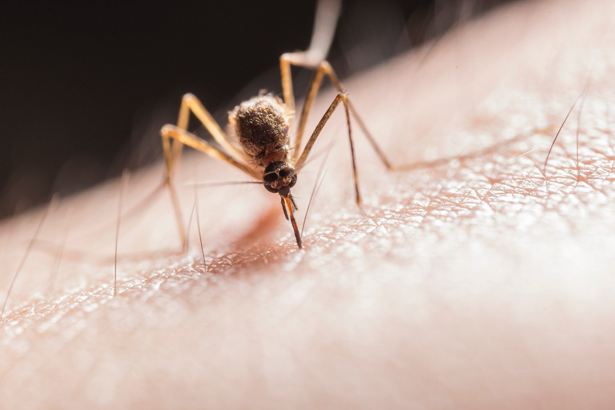 mosquito sitting on skin of a person