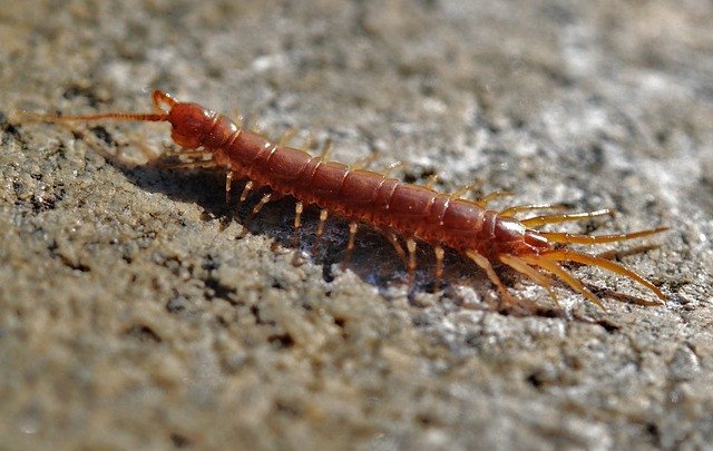 Controlling Centipedes