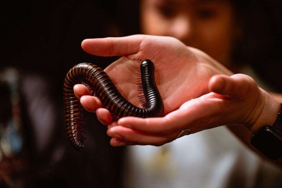 Millipedes sitting on a woman\'s hands