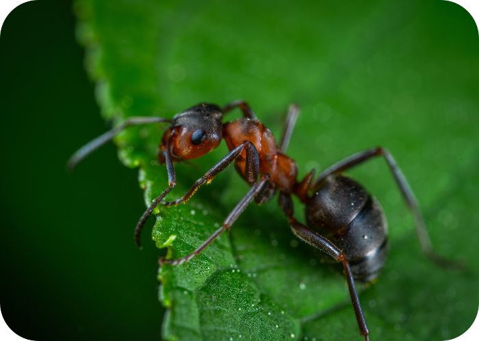 Ant Control Services in Zachary, LA