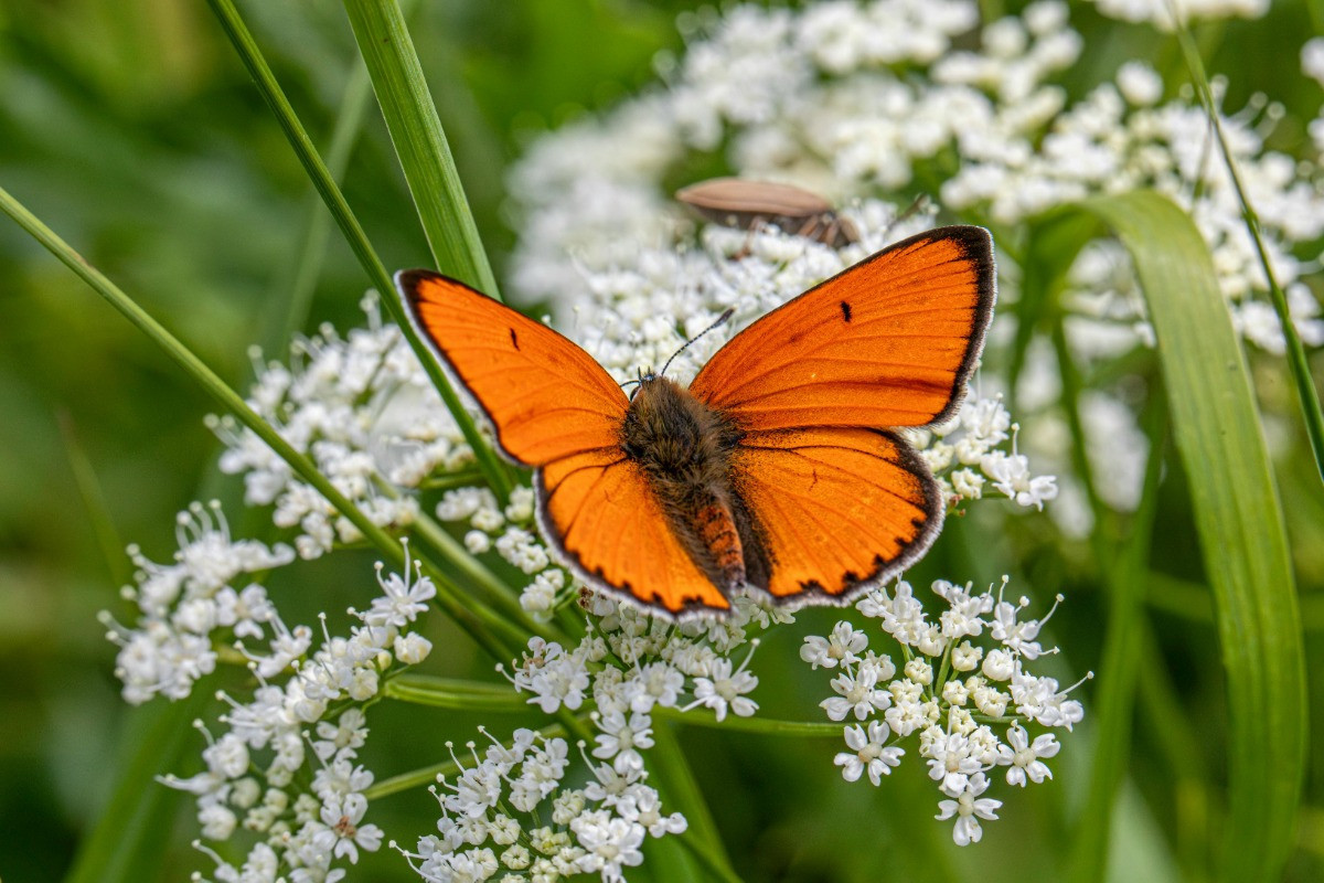 Insects in Summer Climate