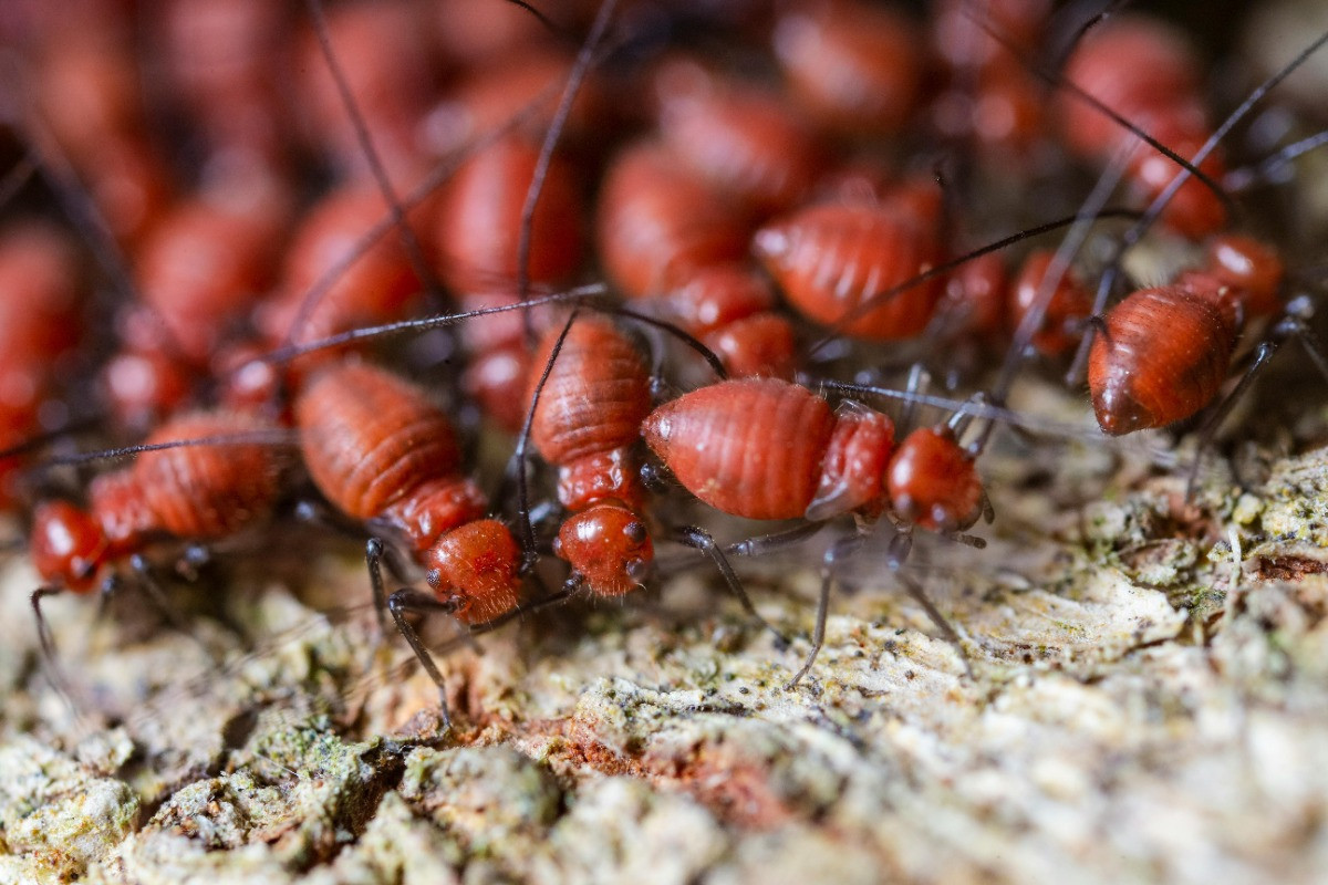 Guide to Common Louisiana Pests