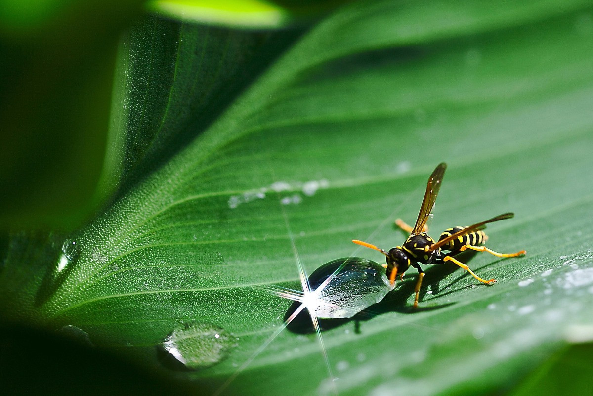 Wasps walking on leaf