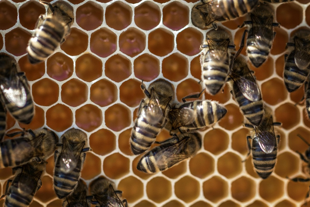 Bees on a Honeycomb