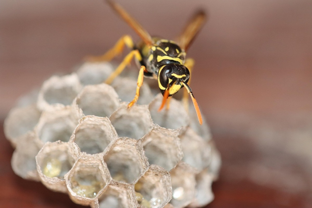 Wasps on a Nest