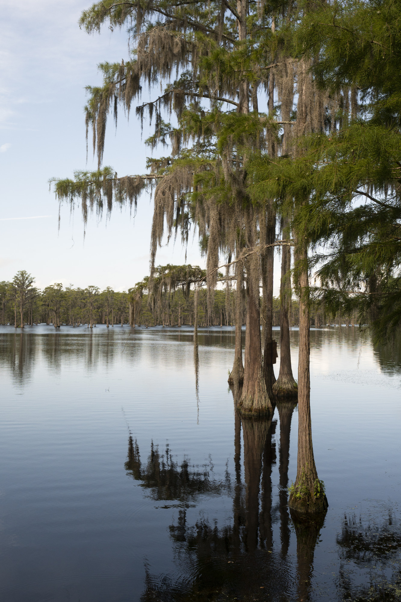 Louisiana swamp