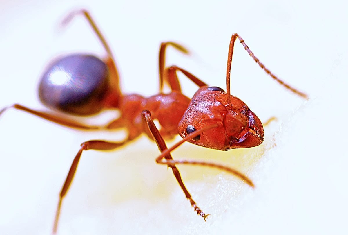 Ants, Ants, & More Ants