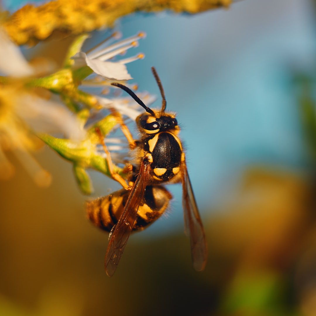 wasp sitting on a plant