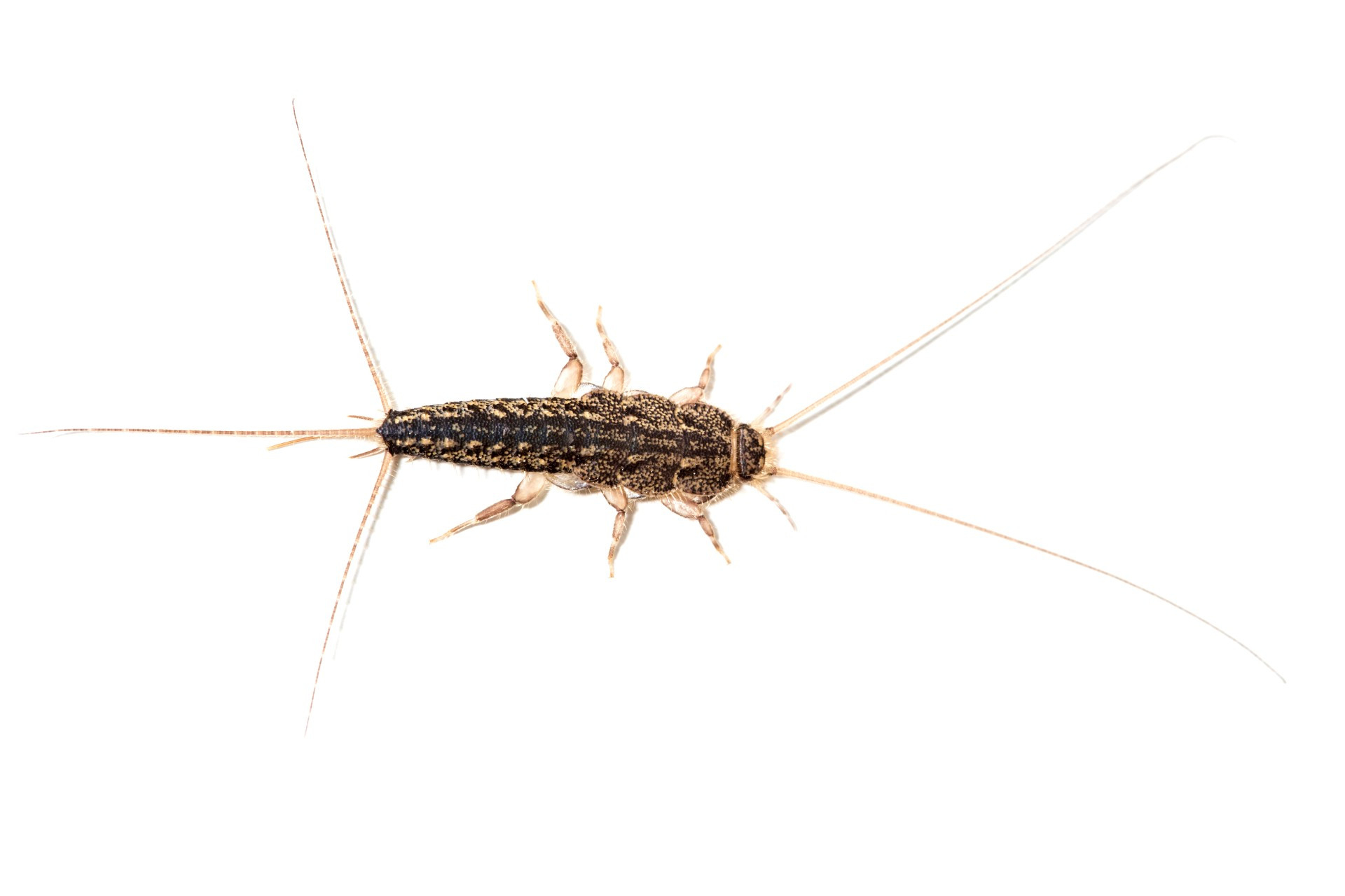 August Pest of the Month: Silverfish