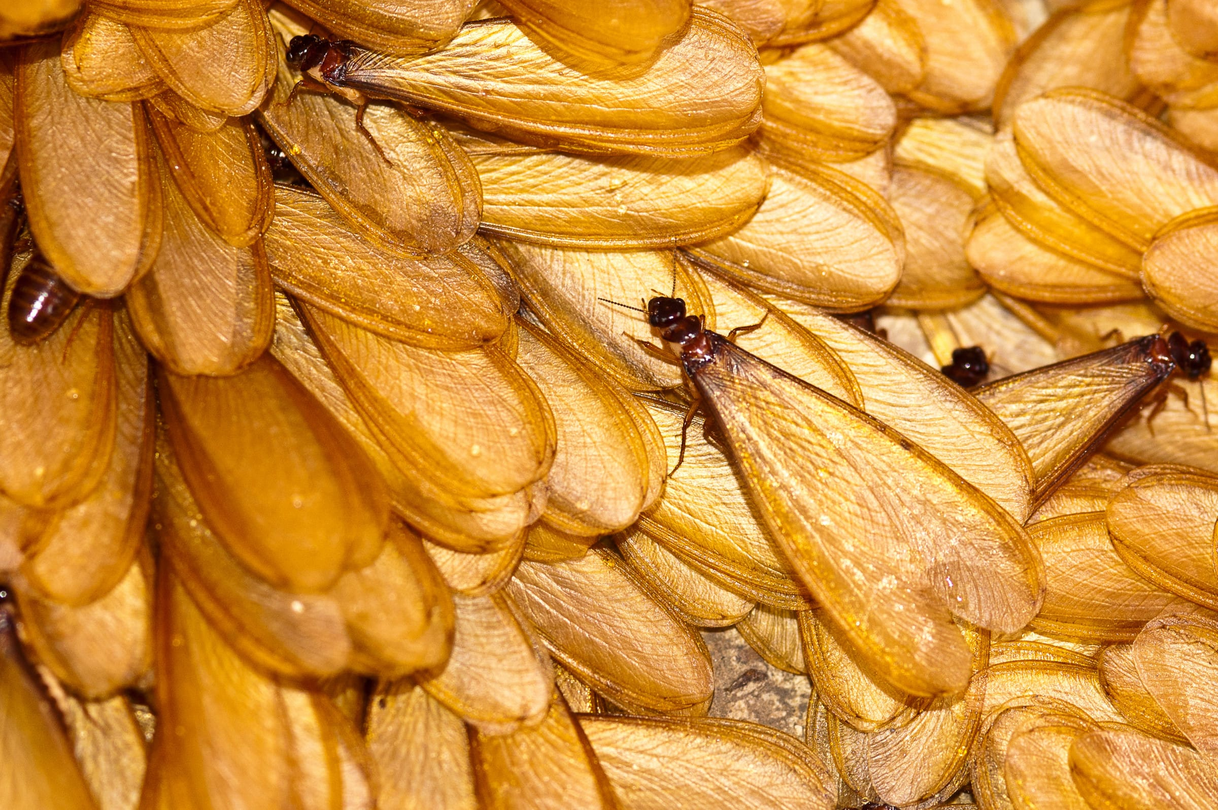 Termite vs. Winged-Ant