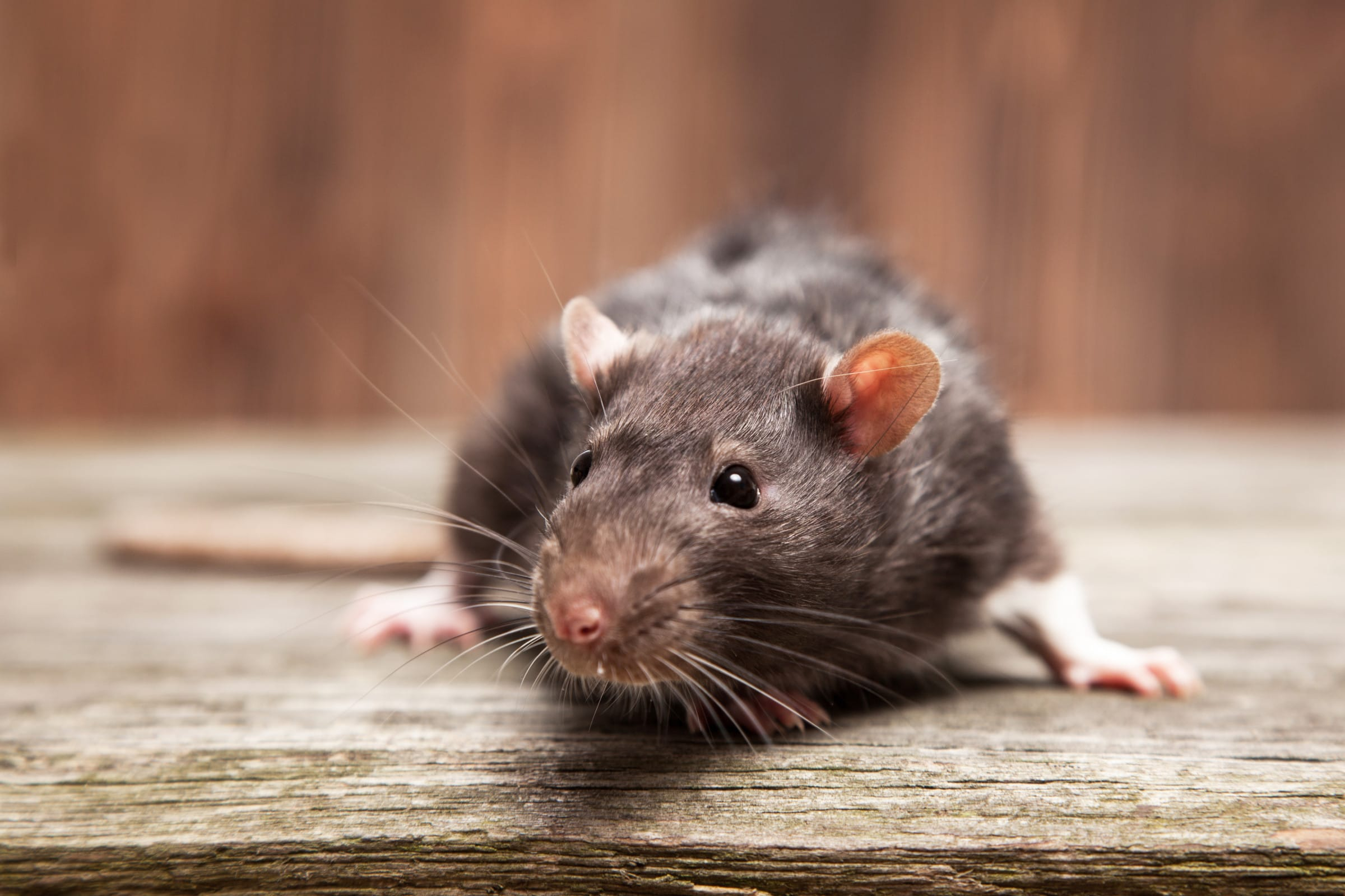 Aw Rats Bayou Cajun Pest Control