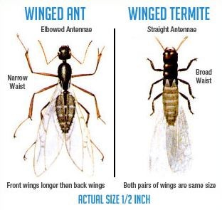 winged ant vs winged termite