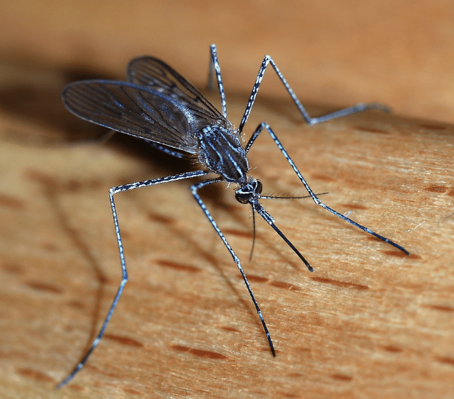 mosquito with west mile virus