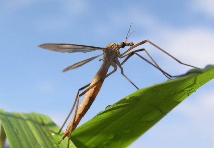 Mosquito Control Baton Rouge | Bayou Cajun Pest Control