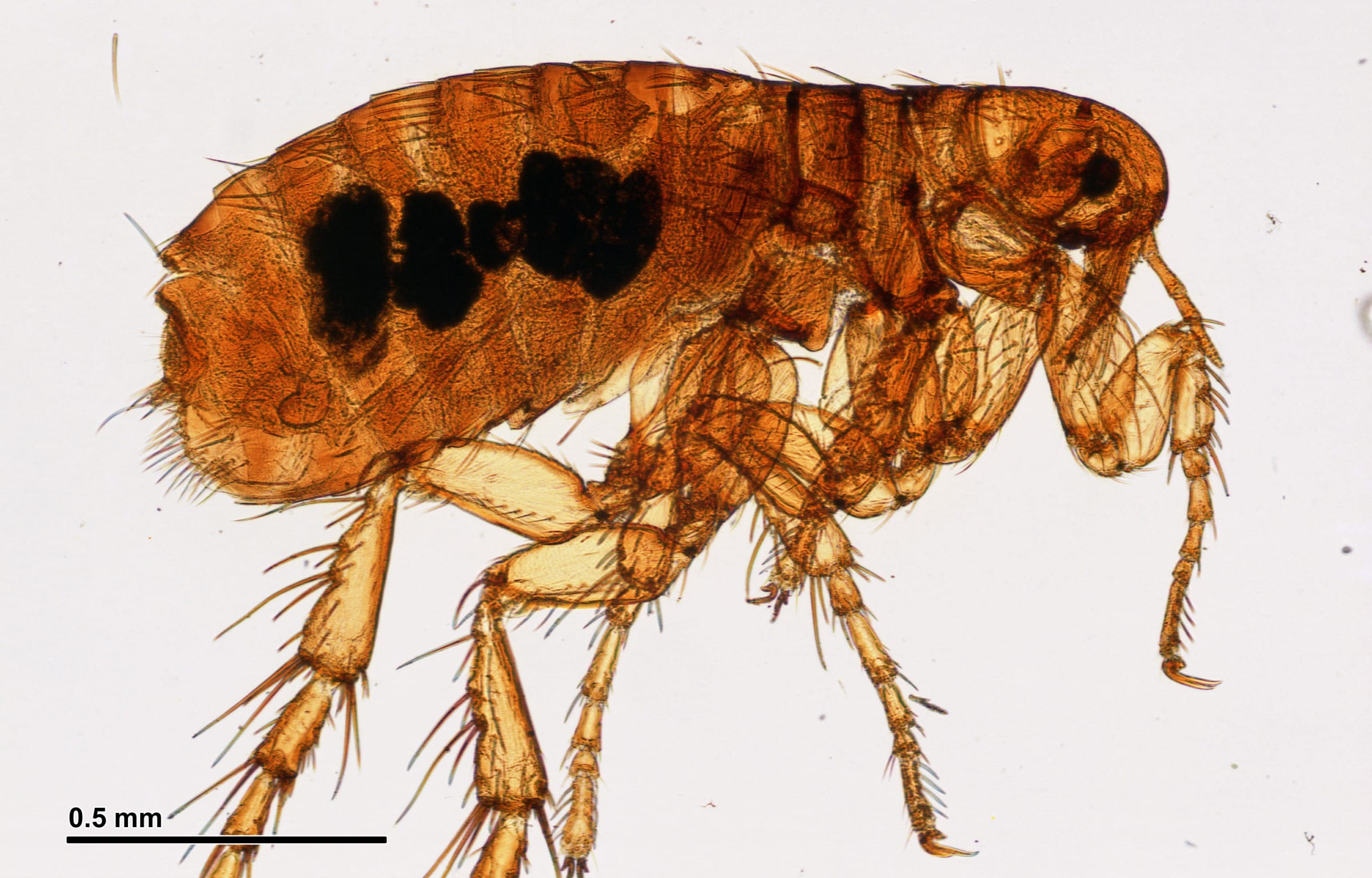 diagram of a flea