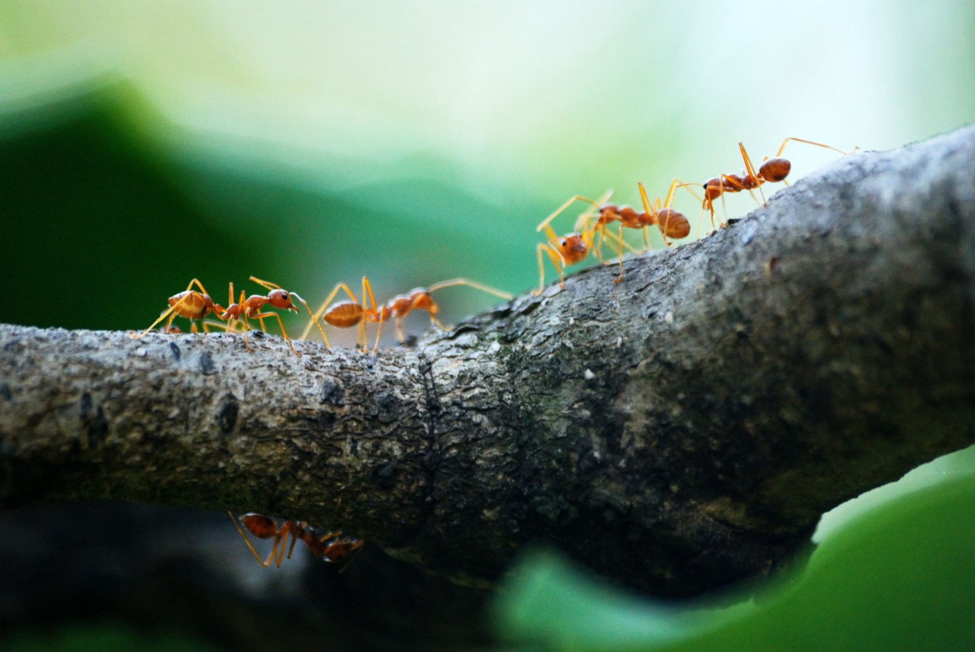 Common Ants in Louisiana