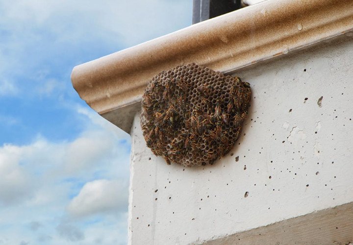 Bee & Wasp Control | Bayou Cajun Pest Control