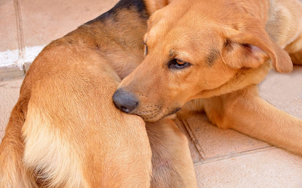 Is Pest Control Safe for Pets?